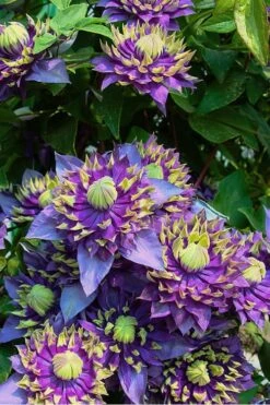 Taiga Clematis - 1 Gallon Pot -Wilson Bros Gardens Clematis Taiga 4 1