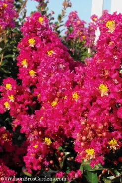 Berry Dazzle Dwarf Crape Myrtle - 2 Gallon Pot 9 Berry Dazzle Dwarf Crape Myrtle - 2 Gallon Pot -Wilson Bros Gardens Crape Myrtle Berry Dazzle 11