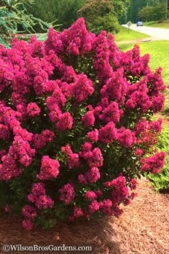 Berry Dazzle Dwarf Crape Myrtle - 2 Gallon Pot 10 Berry Dazzle Dwarf Crape Myrtle - 2 Gallon Pot -Wilson Bros Gardens Crape Myrtle Berry Dazzle 14