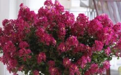 Berry Dazzle Dwarf Crape Myrtle - 2 Gallon Pot 11 Berry Dazzle Dwarf Crape Myrtle - 2 Gallon Pot -Wilson Bros Gardens Crape Myrtle Berry Dazzle 3 1