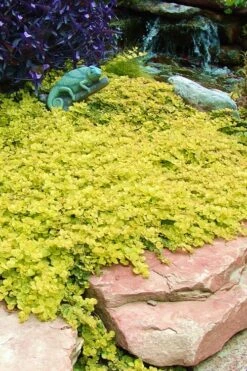 Golden Creeping Jenny - Lysimachia Nummularia Aurea - 10 Pack Of Pint Pots -Wilson Bros Gardens Creeping Jenny 20