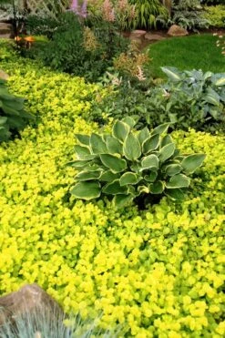 Golden Creeping Jenny - Lysimachia Nummularia Aurea - 10 Pack Of Pint Pots -Wilson Bros Gardens Creeping Jenny 21