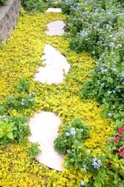 Golden Creeping Jenny - Lysimachia Nummularia Aurea - 10 Pack Of Pint Pots -Wilson Bros Gardens Creeping Jenny 25