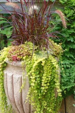Golden Creeping Jenny - Lysimachia Nummularia Aurea - 10 Pack Of Pint Pots -Wilson Bros Gardens Creeping Jenny 26