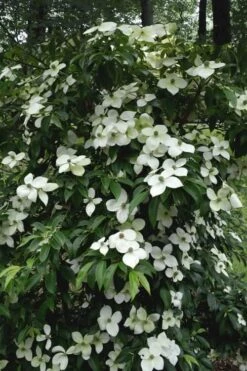 Empress Of China Dogwood - 5 Gallon Pot -Wilson Bros Gardens Dogwood Empress Of China 35 1