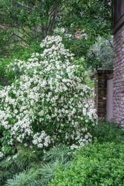 Empress Of China Dogwood - 5 Gallon Pot -Wilson Bros Gardens Dogwood Empress Of China 500x750 2