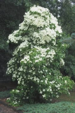 Empress Of China Dogwood - 5 Gallon Pot -Wilson Bros Gardens Dogwood Empress Of China 51 1