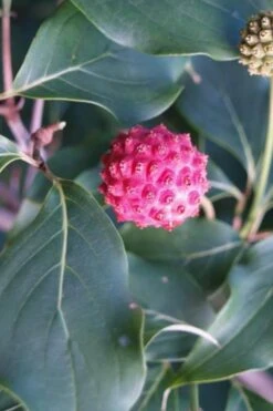 Empress Of China Dogwood - 7 Gallon Pot (4-5') -Wilson Bros Gardens Dogwood Empress of China 31 2