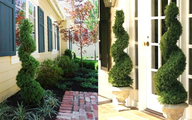 Spiral Dwarf Alberta Spruce Topiary - 7 Gallon Pot 4 Spiral Dwarf Alberta Spruce Topiary - 7 Gallon Pot - Image 4