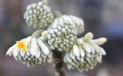 Winter Gold Edgeworthia Chrysantha - Paper Bush - 3 Gallon Pot 20 Winter Gold Edgeworthia Chrysantha - Paper Bush - 3 Gallon Pot -Wilson Bros Gardens Edgeworthia Flower Buds