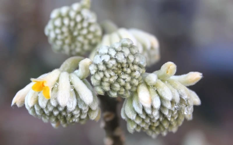 Winter Gold Edgeworthia Chrysantha - Paper Bush - 3 Gallon Pot 9 Winter Gold Edgeworthia Chrysantha - Paper Bush - 3 Gallon Pot - Image 9