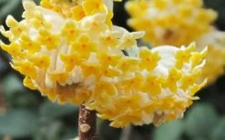 Winter Gold Edgeworthia Chrysantha - Paper Bush - 3 Gallon Pot 18 Winter Gold Edgeworthia Chrysantha - Paper Bush - 3 Gallon Pot -Wilson Bros Gardens Edgeworthia Paper Bush