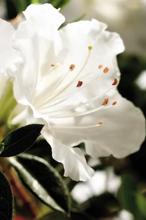 Autumn Angel Encore Azalea - 1 Gallon Pot 1 Autumn Angel Encore Azalea - 1 Gallon Pot