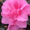 Autumn Carnation Encore Azalea - 7 Gallon Pot