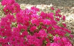Autumn Sundance Encore Azalea - 3 Gallon Pot 8 Autumn Sundance Encore Azalea - 3 Gallon Pot -Wilson Bros Gardens Encore Azalea Autumn Sundance 50
