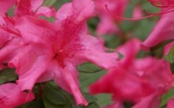 Autumn Sundance Encore Azalea - 3 Gallon Pot 9 Autumn Sundance Encore Azalea - 3 Gallon Pot -Wilson Bros Gardens Encore Azalea Autumn Sundance 51