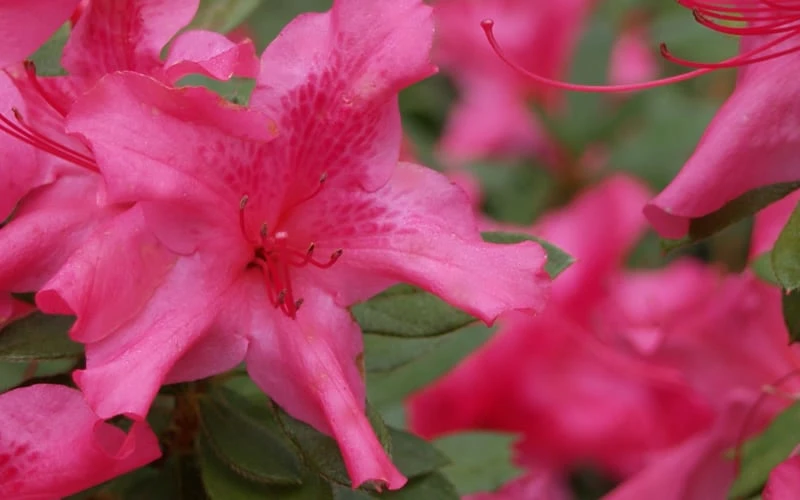Autumn Sundance Encore Azalea - 3 Gallon Pot 5 Autumn Sundance Encore Azalea - 3 Gallon Pot - Image 5