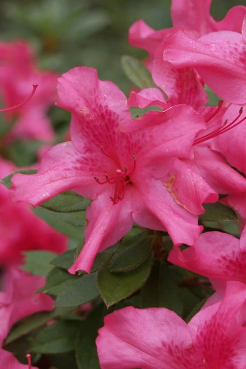 Autumn Sundance Encore Azalea - 3 Gallon Pot 1 Autumn Sundance Encore Azalea - 3 Gallon Pot