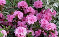Autumn Carnation Encore Azalea - 7 Gallon Pot -Wilson Bros Gardens Encore Azalea Carnation 1