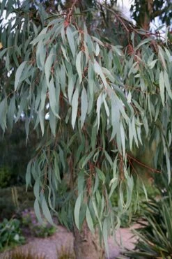 Angus Cold Hardy Eucalyptus Tree (Eucalyptus Nicholii) - Quart Pot -Wilson Bros Gardens Eucalyptus Angus 15 1