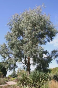 Angus Cold Hardy Eucalyptus Tree (Eucalyptus Nicholii) - 1 Gallon Pot -Wilson Bros Gardens Eucalyptus Angus 16 2