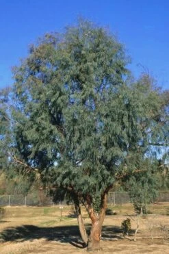 Angus Cold Hardy Eucalyptus Tree (Eucalyptus Nicholii) - 3 Gallon Pot -Wilson Bros Gardens Eucalyptus Angus 17 3