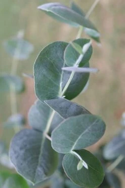 Big O Cold Hardy Eucalyptus Tree (Eucalyptus Neglecta) - 6 Pack Of 1 Gallon Pots -Wilson Bros Gardens Eucalyptus Big O 3 500x750 2