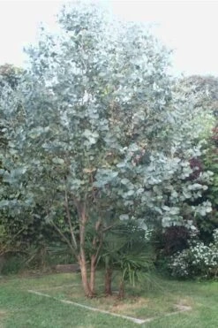 Big O Cold Hardy Eucalyptus Tree (Eucalyptus Neglecta) - 1 Gallon Pot -Wilson Bros Gardens Eucalyptus Big O 5 500x750 6