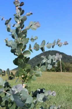 Big O Cold Hardy Eucalyptus Tree (Eucalyptus Neglecta) - 5 Gallon Pot (5-6') -Wilson Bros Gardens Eucalyptus Big O Cold 2 500x750 5