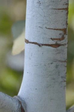 Bluey Cold Hardy Eucalyptus Tree (Eucalyptus Pulverulenta) - 1 Gallon Pot -Wilson Bros Gardens Eucalyptus Bluey 1 1