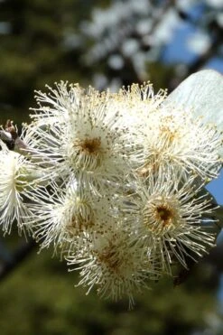 Bluey Cold Hardy Eucalyptus Tree (Eucalyptus Pulverulenta) - 6 Pack Of 1 Gallon Pots -Wilson Bros Gardens Eucalyptus Bluey 6 4