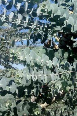 Bluey Cold Hardy Eucalyptus Tree (Eucalyptus Pulverulenta) - 1 Gallon Pot -Wilson Bros Gardens Eucalyptus Bluey 8 1