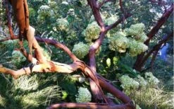 Funky Monkey Cold Hardy Eucalyptus Tree (Eucalyptus Parvula) - 6 Pack Of 1 Gallon Pots -Wilson Bros Gardens Eucalyptus Funky Monkey Branches 2