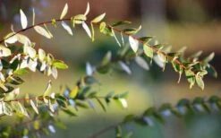 Funky Monkey Cold Hardy Eucalyptus Tree (Eucalyptus Parvula) - 1 Gallon Pot -Wilson Bros Gardens Eucalyptus Funky Monkey Leaves 1