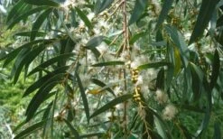 Funky Monkey Cold Hardy Eucalyptus Tree (Eucalyptus Parvula) - 1 Gallon Pot -Wilson Bros Gardens Eucalyptus Funky Monkey Leaves Mature 1