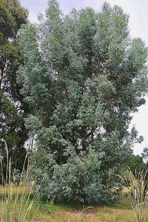 Luna Cold Hardy Eucalyptus Tree (Eucalyptus Perriniana) - 2 Gallon Pot 4 Luna Cold Hardy Eucalyptus Tree (Eucalyptus Perriniana) - 2 Gallon Pot - Image 4