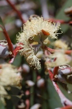 Luna Cold Hardy Eucalyptus Tree (Eucalyptus Perriniana) - 1 Gallon Pot 10 Luna Cold Hardy Eucalyptus Tree (Eucalyptus Perriniana) - 1 Gallon Pot -Wilson Bros Gardens Eucalyptus Luna 6