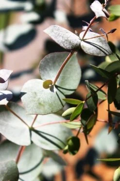 Maggie Cold Hardy Eucalyptus Tree (Eucalyptus Nova Anglica) - 1 Gallon Pot 11 Maggie Cold Hardy Eucalyptus Tree (Eucalyptus Nova Anglica) - 1 Gallon Pot -Wilson Bros Gardens Eucalyptus Maggie 10