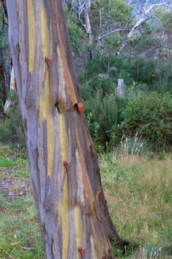 Sheila Cold Hardy Eucalyptus Tree (Eucalyptus Stellulata) - 1 Gallon Pot 15 Sheila Cold Hardy Eucalyptus Tree (Eucalyptus Stellulata) - 1 Gallon Pot -Wilson Bros Gardens Eucalyptus Sheila 10 2