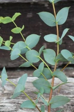 Sheila Cold Hardy Eucalyptus Tree (Eucalyptus Stellulata) - 1 Gallon Pot 21 Sheila Cold Hardy Eucalyptus Tree (Eucalyptus Stellulata) - 1 Gallon Pot -Wilson Bros Gardens Eucalyptus Sheila 2 2