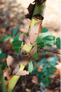 Sheila Cold Hardy Eucalyptus Tree (Eucalyptus Stellulata) - 3 Gallon Pot 20 Sheila Cold Hardy Eucalyptus Tree (Eucalyptus Stellulata) - 3 Gallon Pot -Wilson Bros Gardens Eucalyptus Sheila 9 1