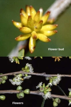 Skinny Minny Hardy Eucalyptus Tree (Eucalyptus Moorei) - Quart Pot -Wilson Bros Gardens Eucalyptus Skinny Minny 1