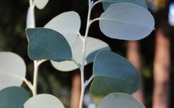 Mappa Tassie Cold Hardy Eucalyptus Tree (Eucalyptus Pauciflora) - 1 Gallon Pot -Wilson Bros Gardens Eucalyptus Tree Mappa Tassie Pauciflora Snow Gum 3