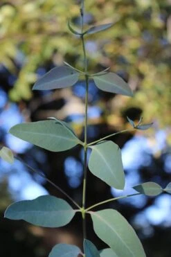 Grace Cold Hardy Eucalyptus Tree (Eucalyptus Elliptica) - 3 Quart Pot 9 Grace Cold Hardy Eucalyptus Tree (Eucalyptus Elliptica) - 3 Quart Pot -Wilson Bros Gardens Eucalytptus Grace BS 2