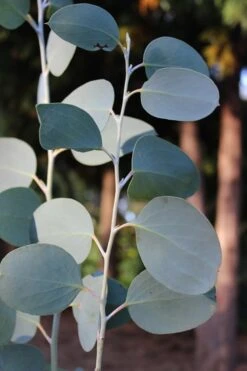 Mappa Tassie Cold Hardy Eucalyptus Tree (Eucalyptus Pauciflora) - 3 Quart Pot -Wilson Bros Gardens Eucalytptus Mappa Tassie BS 1