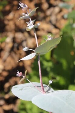 Maggie Cold Hardy Eucalyptus Tree (Eucalyptus Nova Anglica) - 3 Gallon Pot 9 Maggie Cold Hardy Eucalyptus Tree (Eucalyptus Nova Anglica) - 3 Gallon Pot -Wilson Bros Gardens Eusalyptus Maggie 1 500x750 2