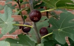 Chicago Cold Hardy Fig Tree - 3 Gallon Pot -Wilson Bros Gardens Fig Chicago Cold Hardy