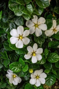 Diamond Spire Gardenia - 3 Gallon Pot 13 Diamond Spire Gardenia - 3 Gallon Pot -Wilson Bros Gardens Gardenia Diamond Spire 2