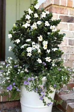 Diamond Spire Gardenia - 3 Gallon Pot 12 Diamond Spire Gardenia - 3 Gallon Pot -Wilson Bros Gardens Gardenia Diamond Spire 4
