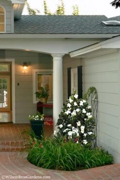 Diamond Spire Gardenia - 3 Gallon Pot 11 Diamond Spire Gardenia - 3 Gallon Pot -Wilson Bros Gardens Gardenia Diamond Spire 5